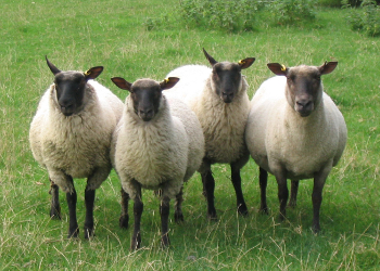 four Cambridge sheep