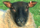 sheep face