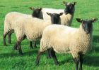 four sheep profiles