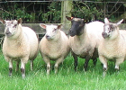 four sheep